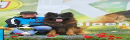 German Shepherd dogs for sale: German Shepherd 2 - Ad 7