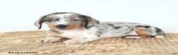 Miniature Dachshund dogs for sale: Delilah - Ad 3