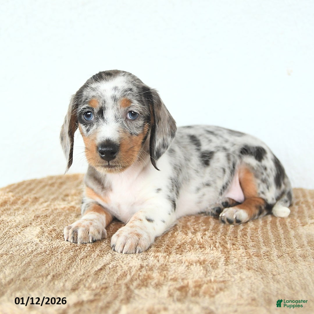 Miniature Dachshund dogs for sale: Delilah - Ad 3