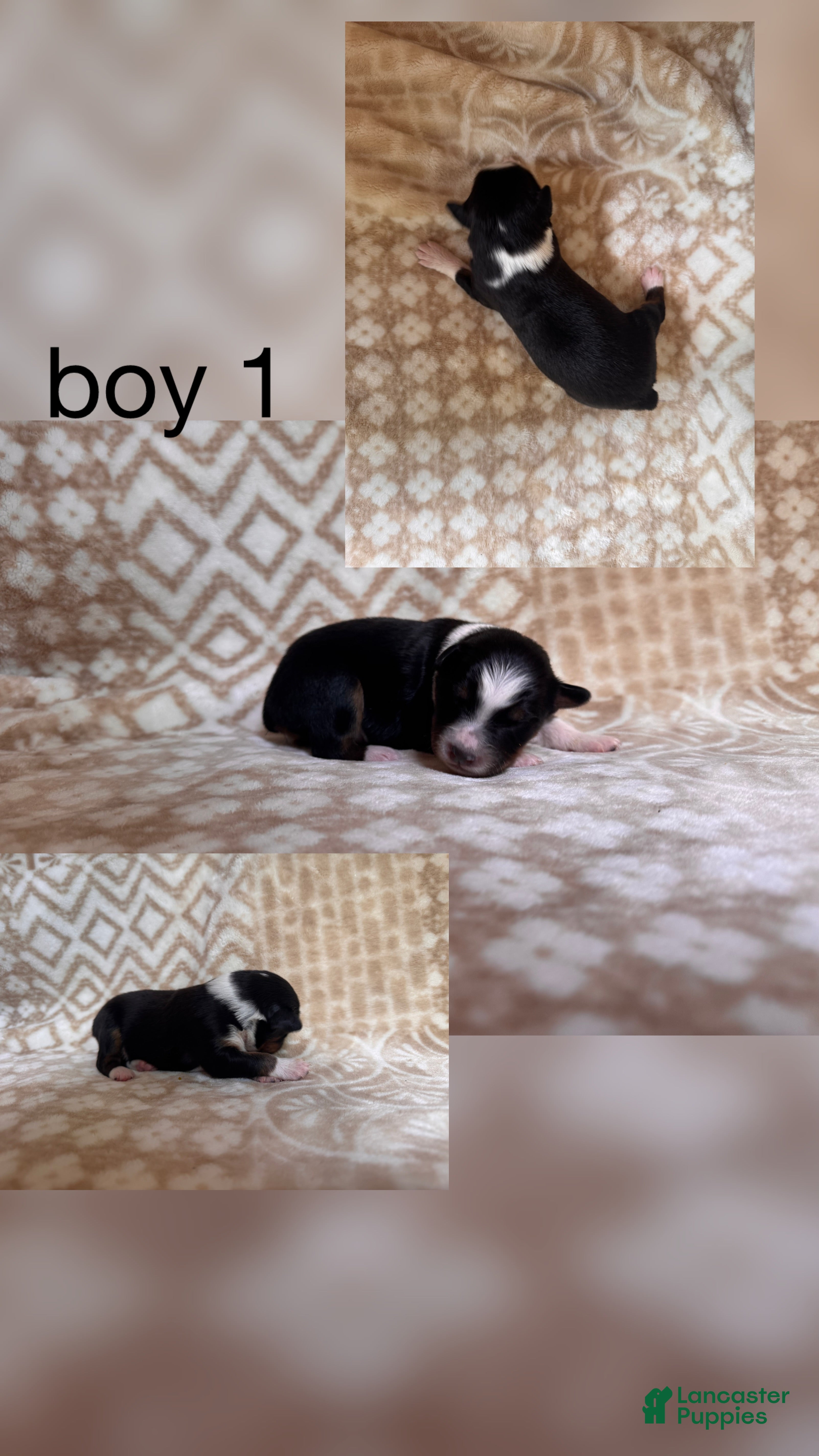 Australian Shepherd dogs Australian Shepherd Puppy Boy 1 - Ad 39