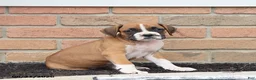 Boxer dogs for sale: Quincy - Ad 7