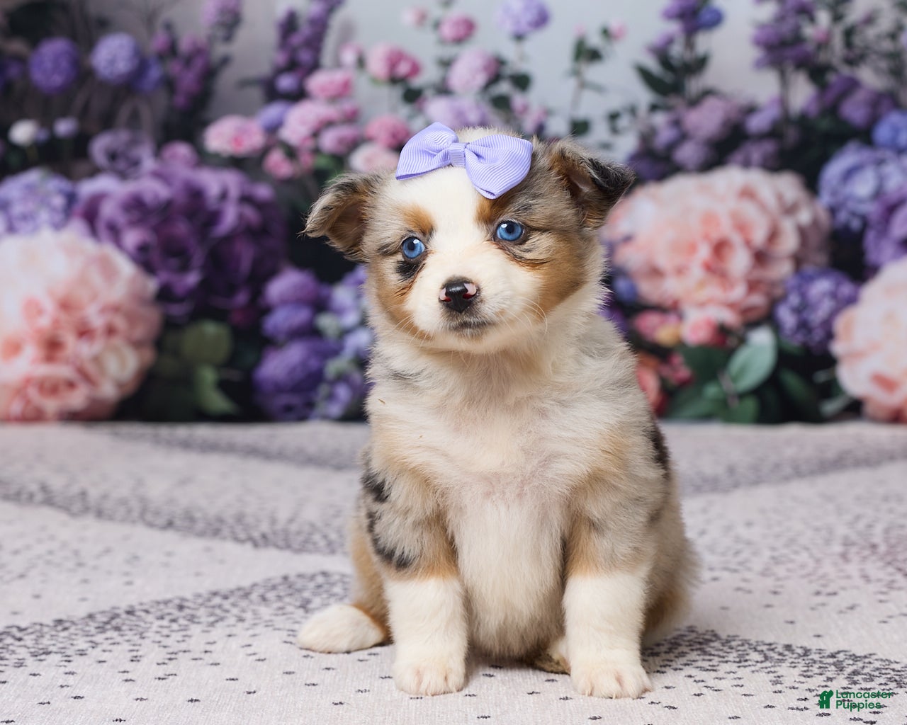 Miniature Australian Shepherd dogs Molly - Ad 1