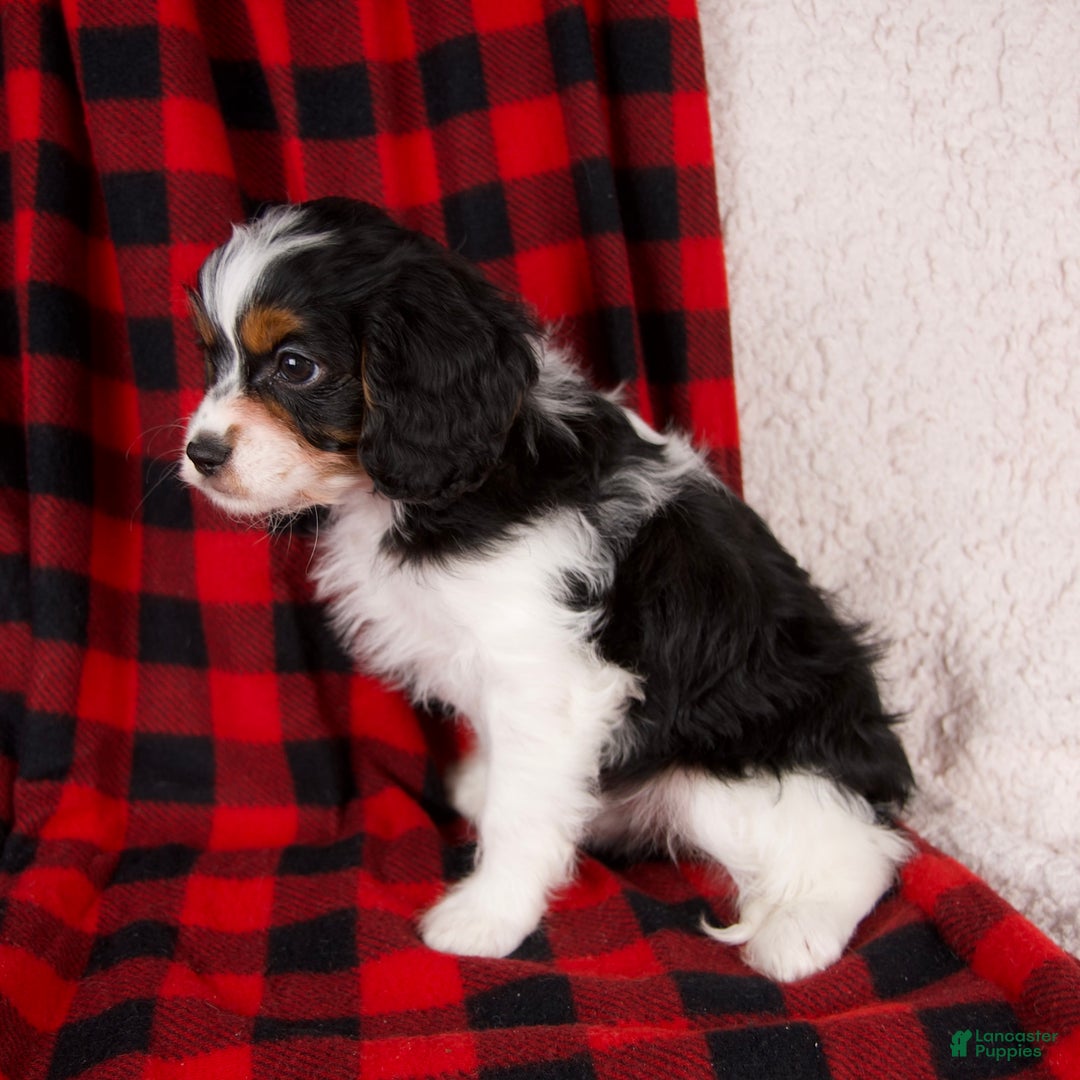 Cavapoo dogs for sale: Nova - Ad 3