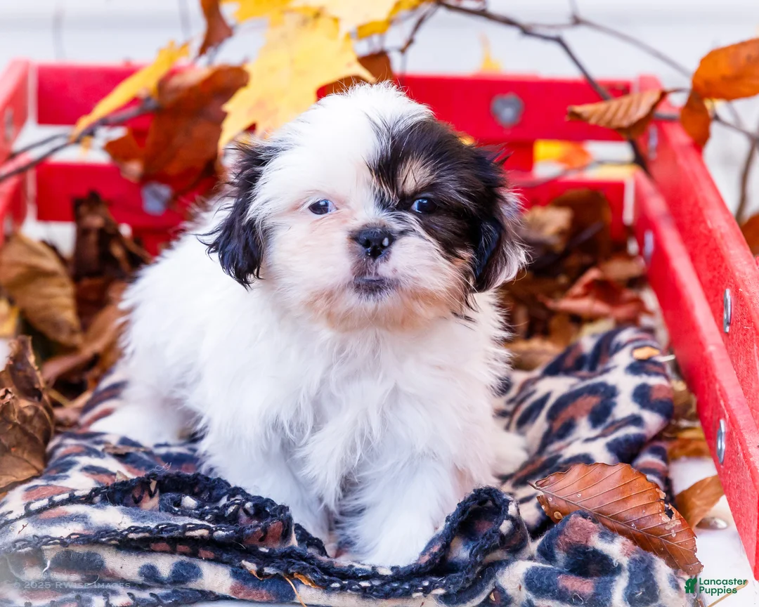 Shih Tzu dogs for sale: Lanceton - Ad 15