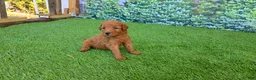 Goldendoodle dogs for sale: Millie - Ad 6
