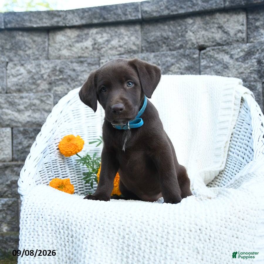 Labrador Retriever dogs Michelle - Ad 1