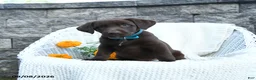 Labrador Retriever dogs for sale: Michelle - Ad 1