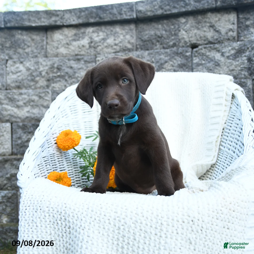 Labrador Retriever dogs for sale: Michelle - Ad 1
