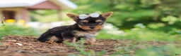 Yorkshire Terrier dogs for sale: Fiona - Ad 4