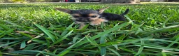 Morkie dogs for sale: Morkie Puppy 2 - Ad 3