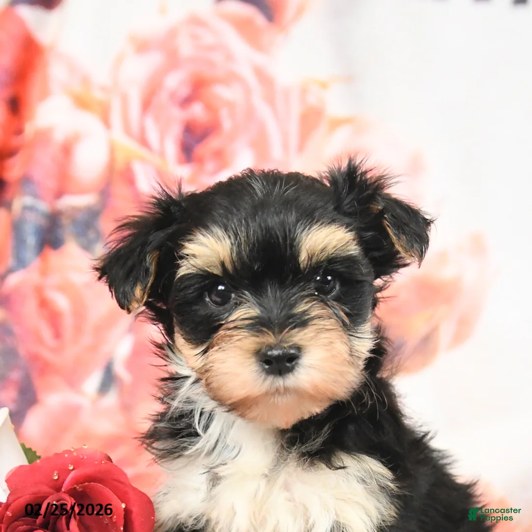Morkie dogs for sale: Monty - Ad 4