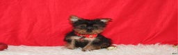 Yorkshire Terrier dogs for sale: Donnie - Ad 10