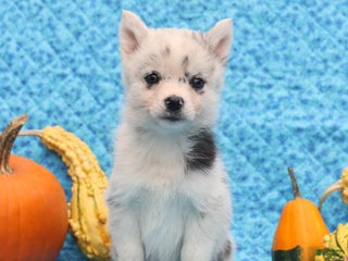 Pomsky dogs Olivia - Ad 12