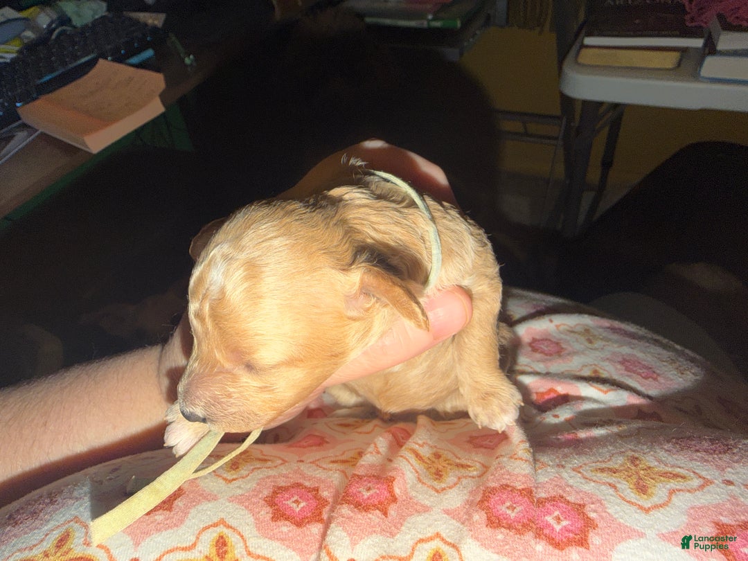 Miniature Poodle dogs for sale: AKC Miniature Poodle Puppy Light Green - Ad 4