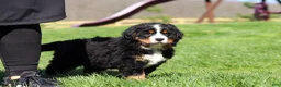 Bernese Mountain Dog dogs for sale: Drew - Ad 6