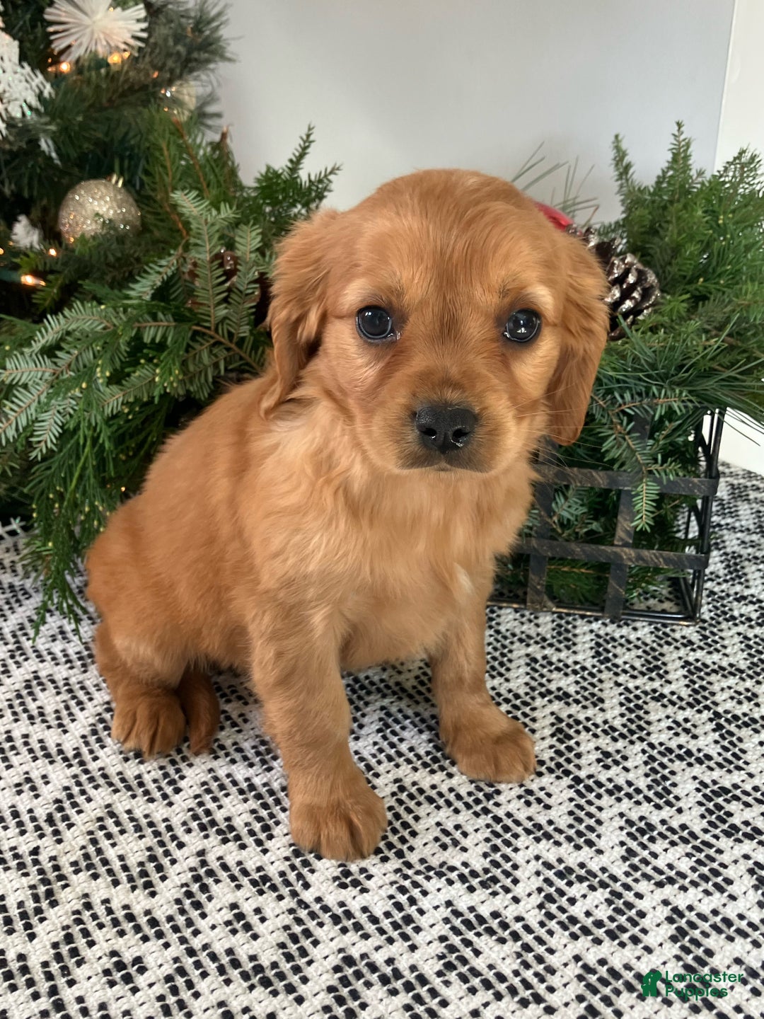 Miniature Golden Retriever dogs for sale: Lenny - Ad 3