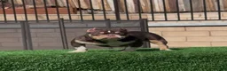 American Bully dogs for sale: Cookie - Ad 2