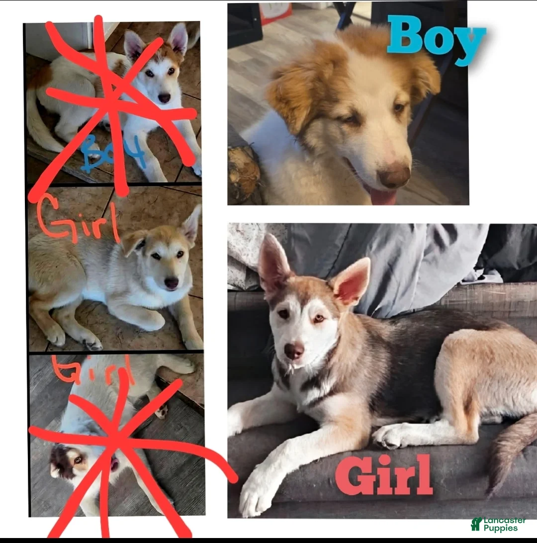 Gerberian Shepsky dogs for sale: Beethoven - Ad 5