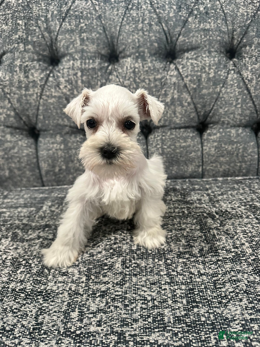 Miniature Schnauzer dogs for sale: Mimi AKC  - Ad 1