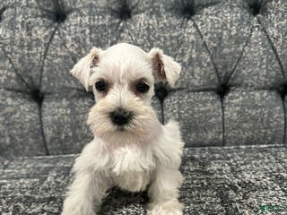 Miniature Schnauzer dogs Mimi AKC - Ad 1