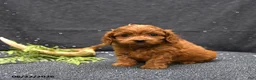 Cavapoo dogs for sale: Link - Ad 4
