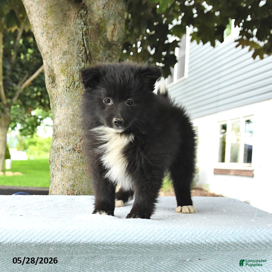 Pomsky dogs Gail - Ad 1