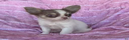 Chihuahua dogs for sale: Tiny Izzy Lavender LC - Ad 3