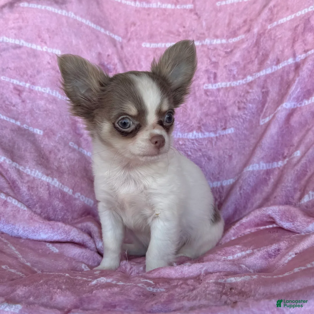 Chihuahua dogs for sale: Tiny Izzy Lavender LC - Ad 3