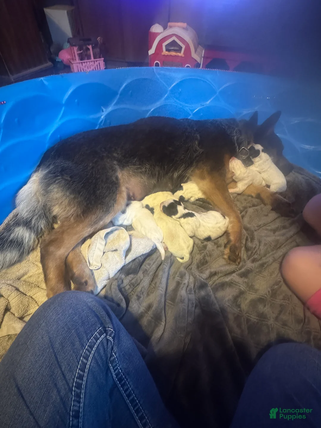 Australian Cattle Dog dogs for sale: Australian Cattle Dog Puppy 7 - Ad 1