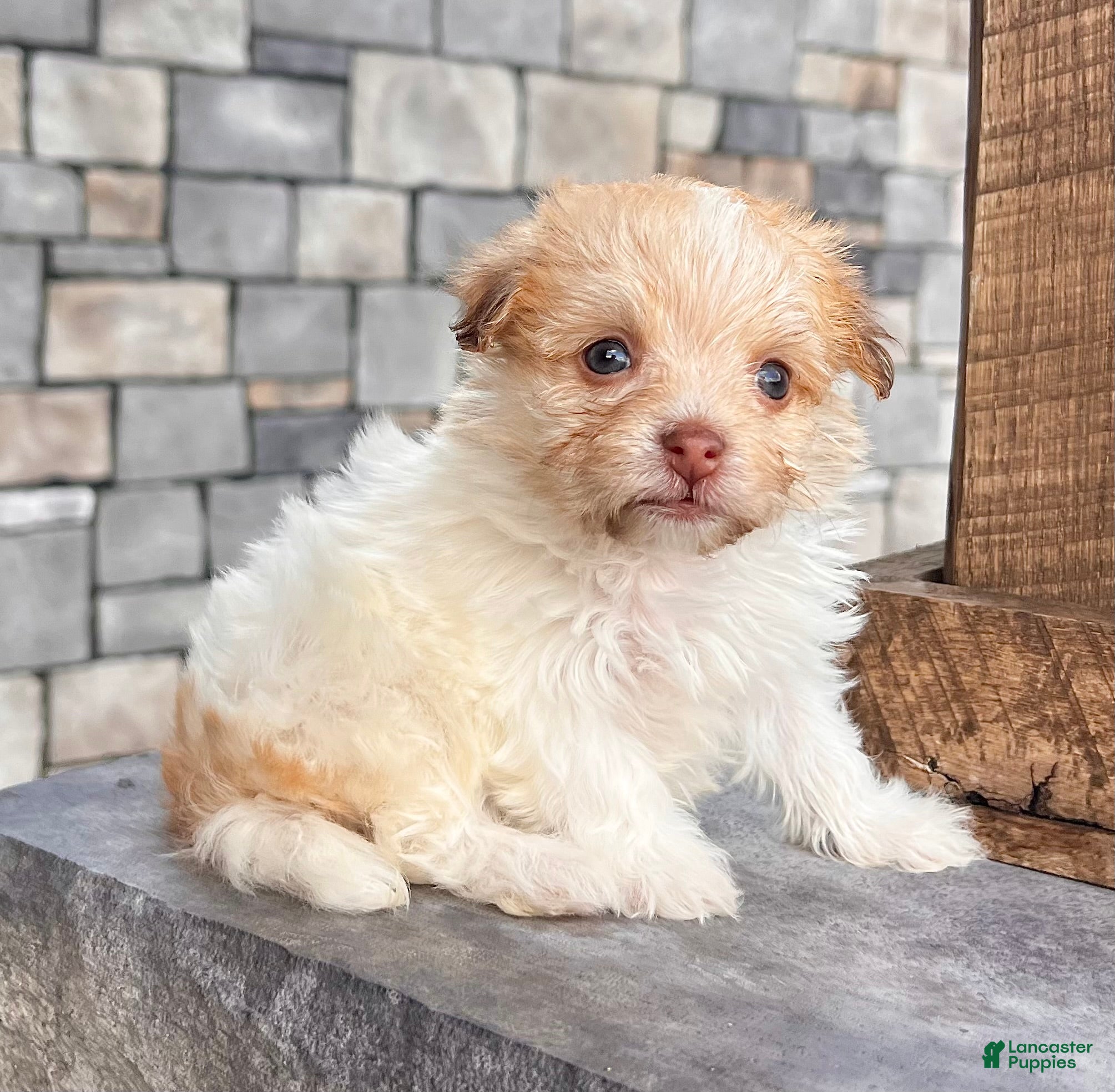Havanese dogs Goldy - Ad 2