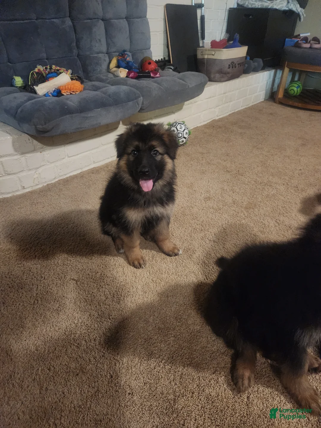 German Shepherd dogs for sale: German Shepherd 5 - Ad 2