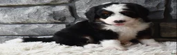 Mini Bernedoodle dogs for sale: Chief  - Ad 5