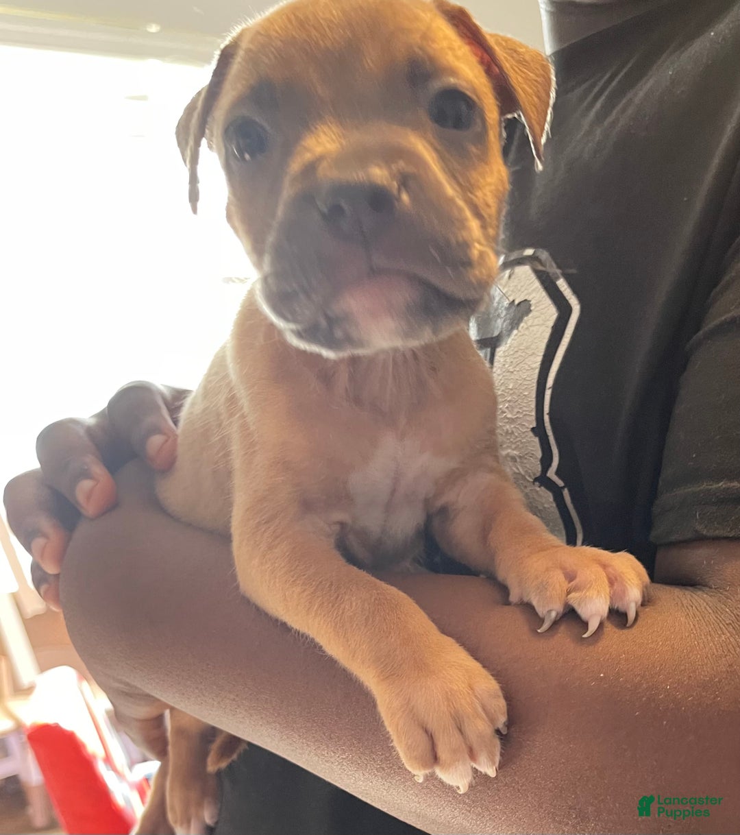 American Pit Bull Terrier dogs for sale: American Pit Bull Terrier Puppy 3 - Ad 2