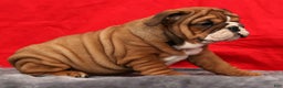 English Bulldog dogs for sale: Kendra - Ad 6