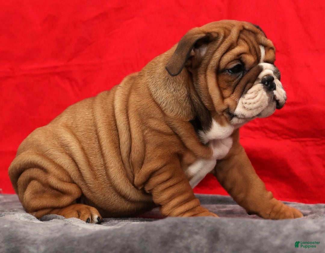 English Bulldog dogs for sale: Kendra - Ad 6