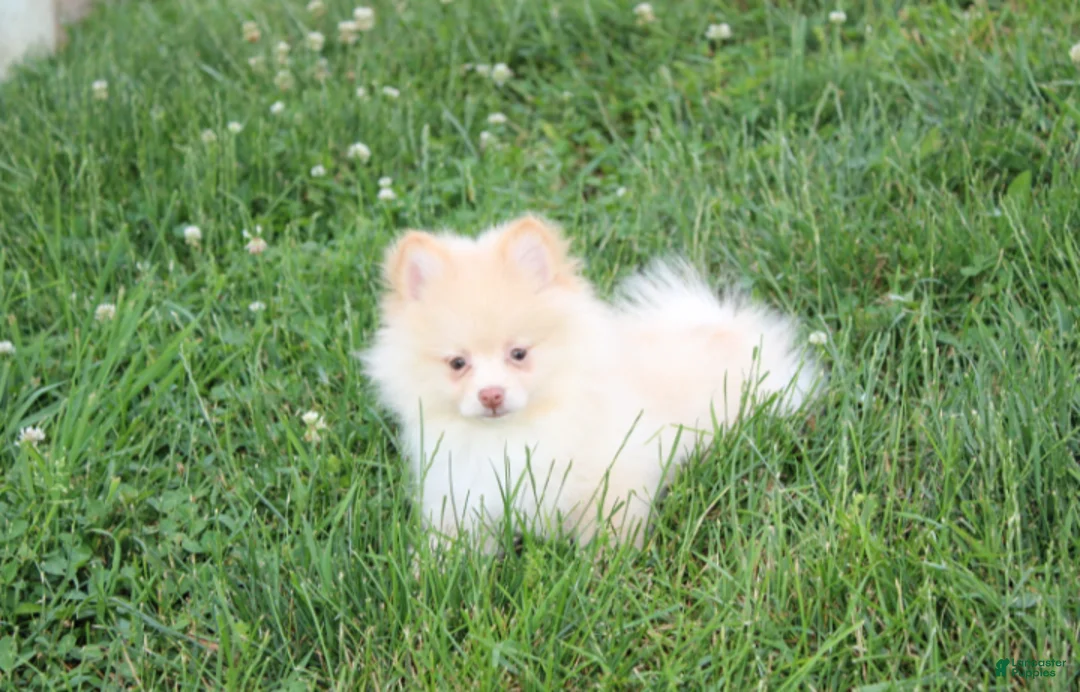 Pomeranian dogs for sale: Teddy  - Ad 2
