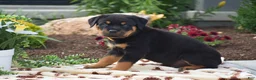 Rottweiler dogs for sale: Hayes - Ad 2