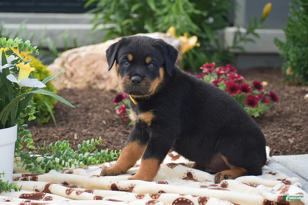 Rottweiler dogs for sale: Hayes - Ad 2