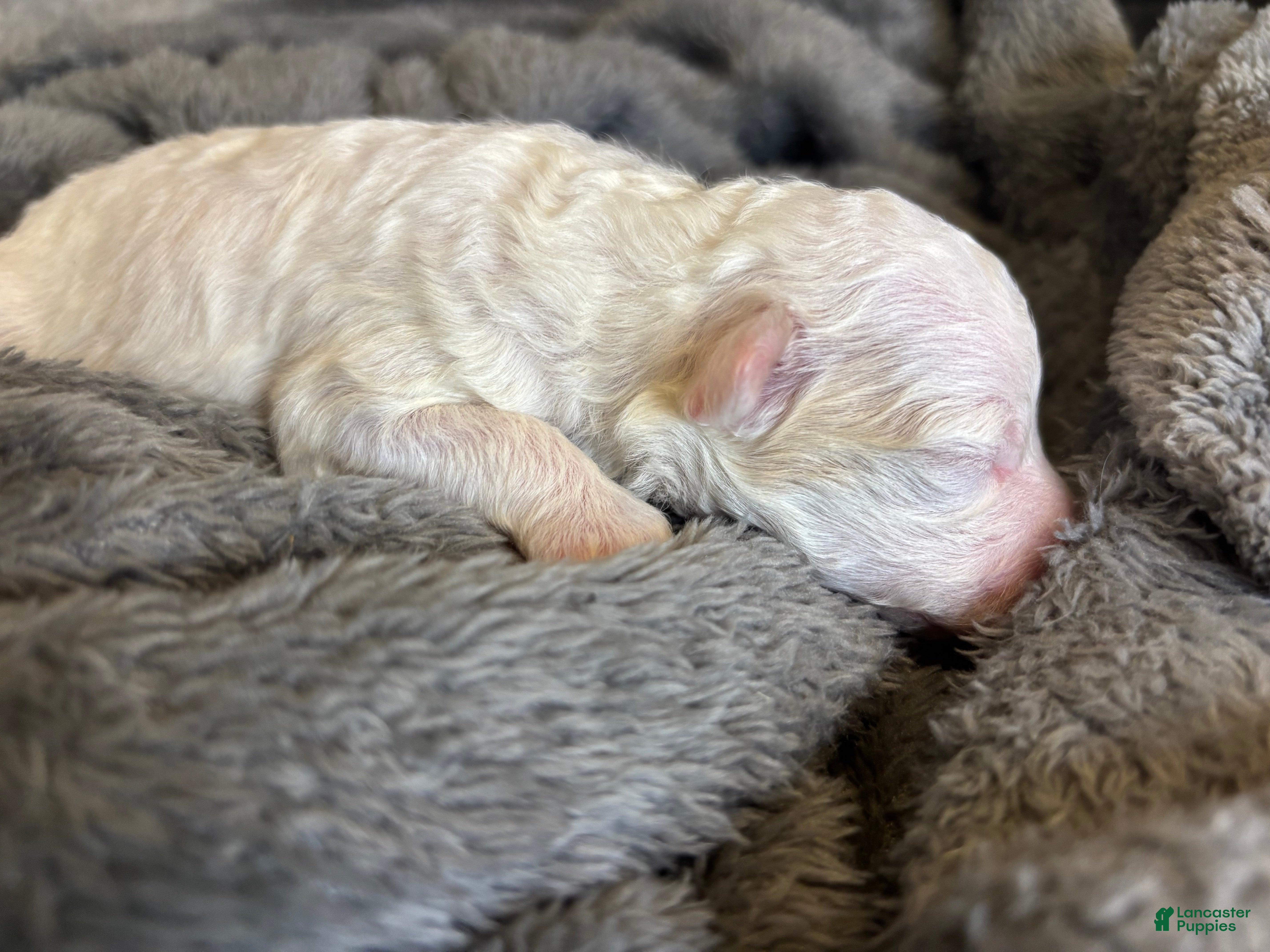 Cavapoo dogs for sale: Saint - Ad 4