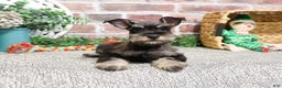 Miniature Schnauzer dogs for sale: Esperanza  - Ad 2
