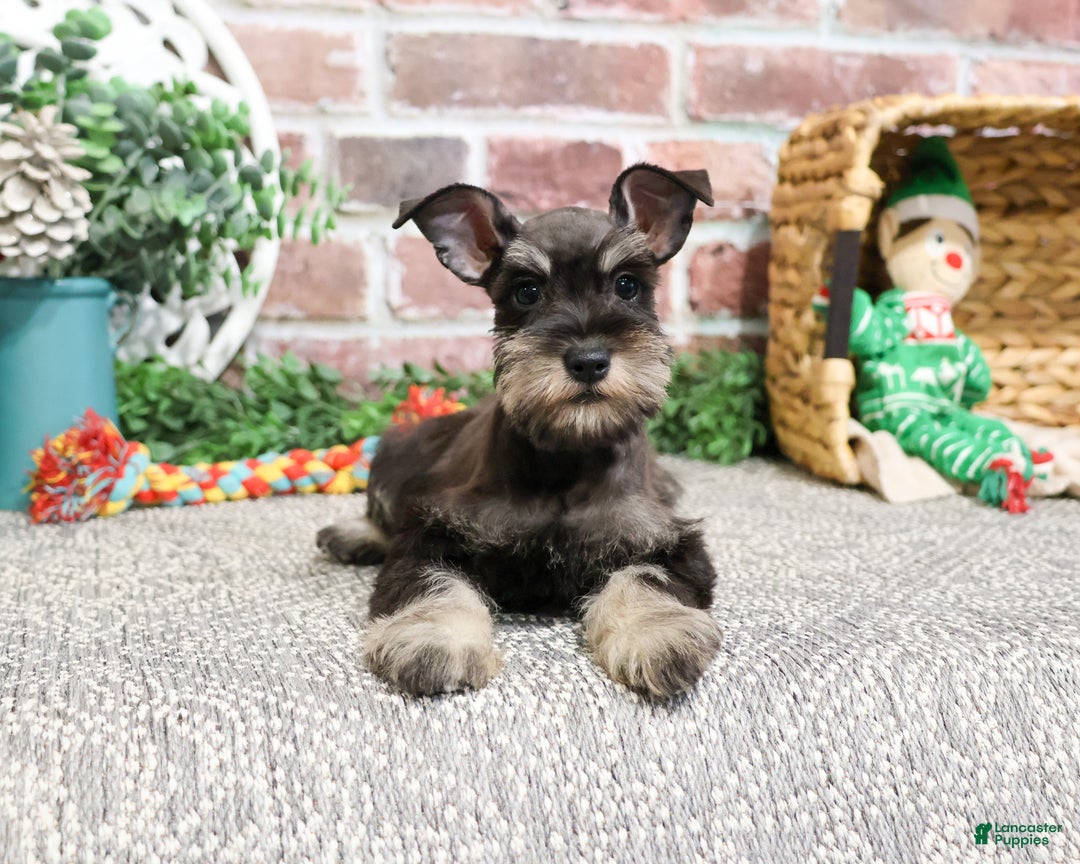 Miniature Schnauzer dogs for sale: Esperanza  - Ad 2