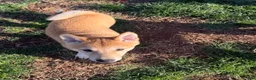 Shiba Inu dogs for sale: Nala - Ad 1