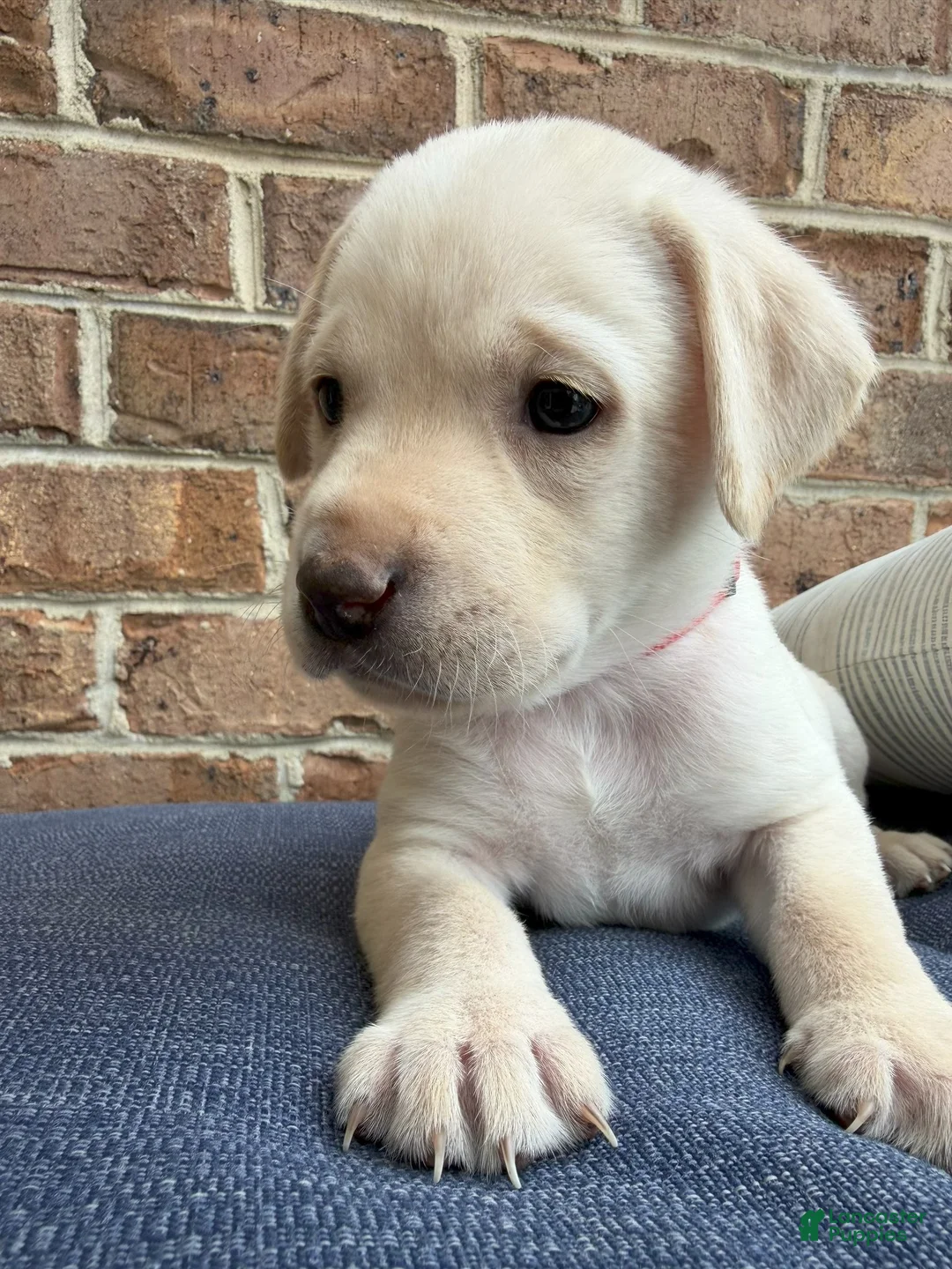 Labrador Retriever dogs for sale: Labrador Retriever - Red Collar - Ad 1