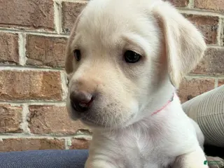 Labrador Retriever dogs for sale: Labrador Retriever - Red Collar - Ad 4