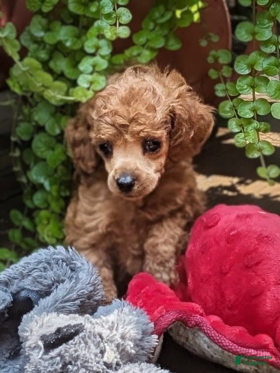 Toy Poodle dogs Sparky - Ad 2