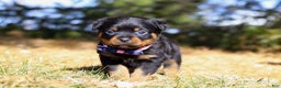 Rottweiler dogs for sale: Zara - Ad 5