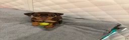 Miniature Pinscher dogs for sale: Miniature Pinscher Puppy 1 - Ad 3