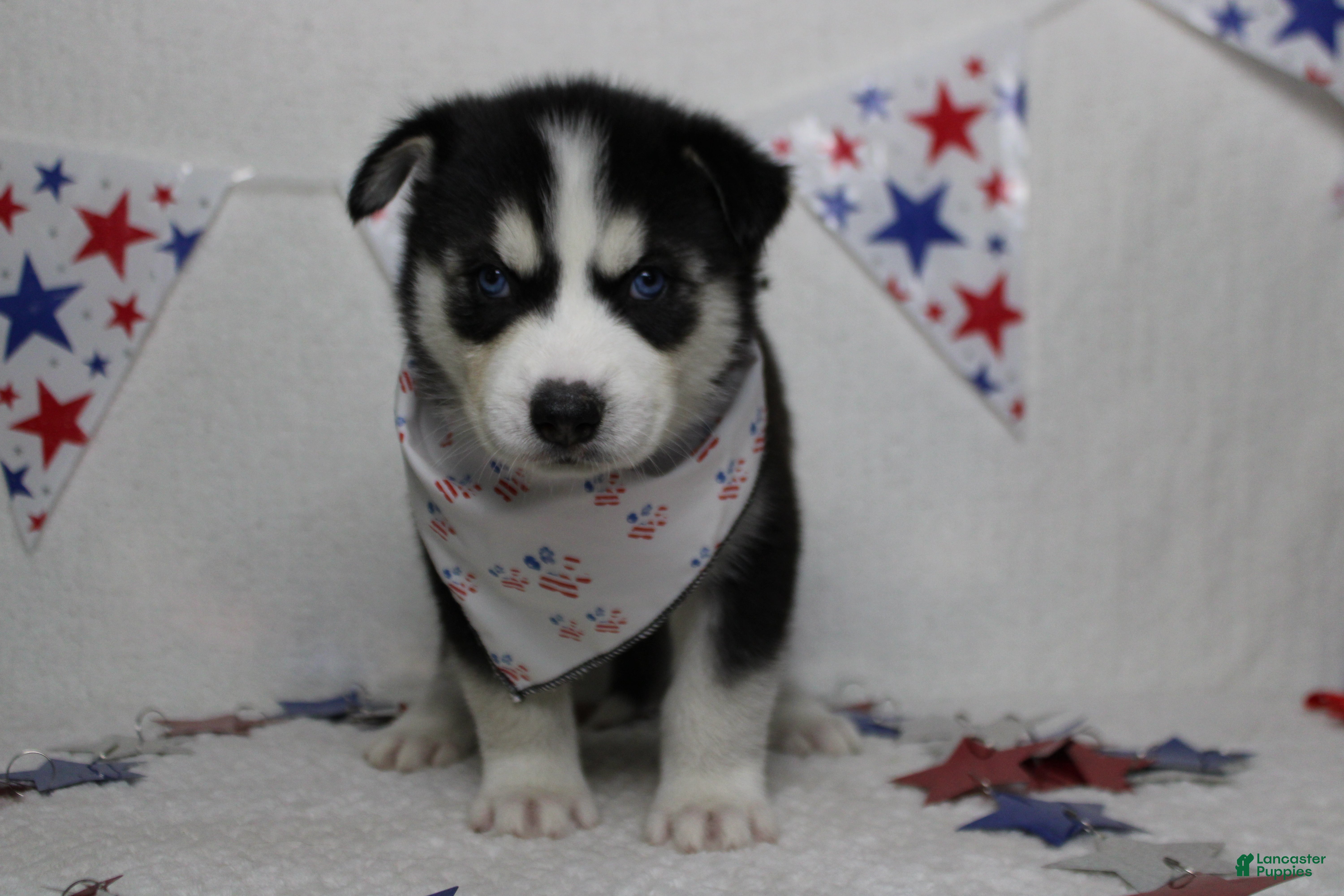 Siberian Husky dogs Atlas - Ad 10