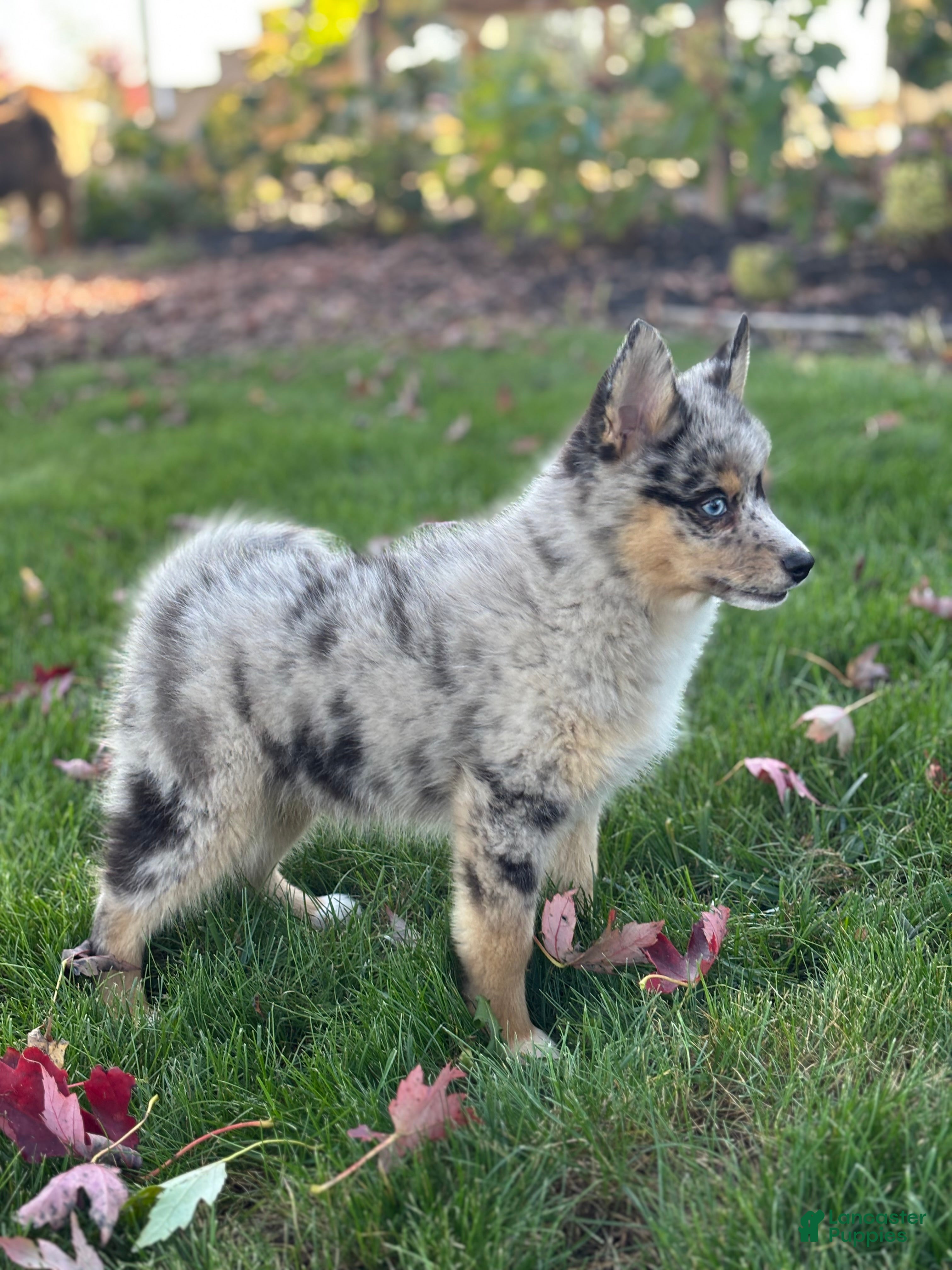 Pomsky dogs for sale: Everett - Ad 2