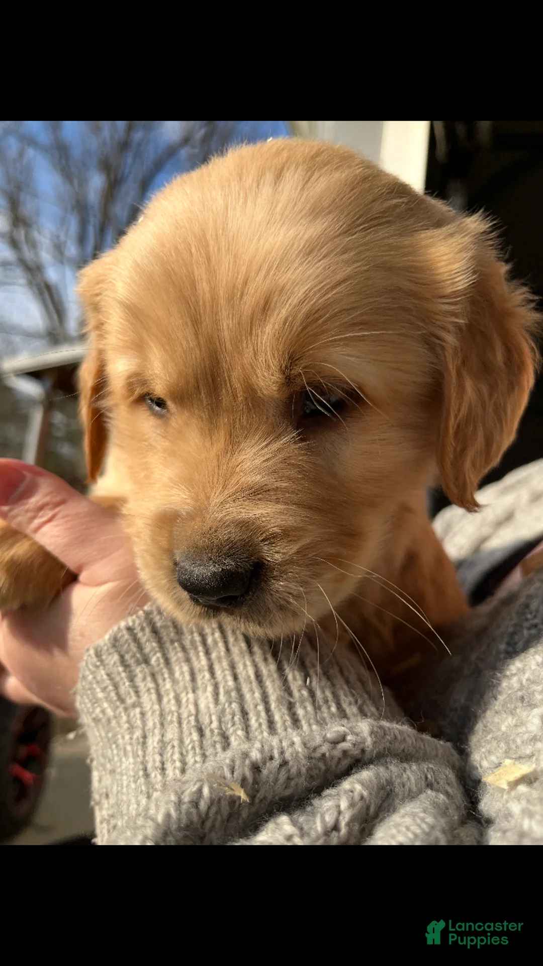 Golden Retriever dogs for sale: Golden Retriever Puppy 7 - Ad 1